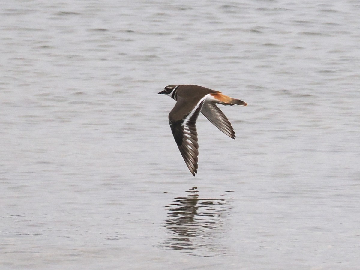 Kildir txirritxoa - ML646948956