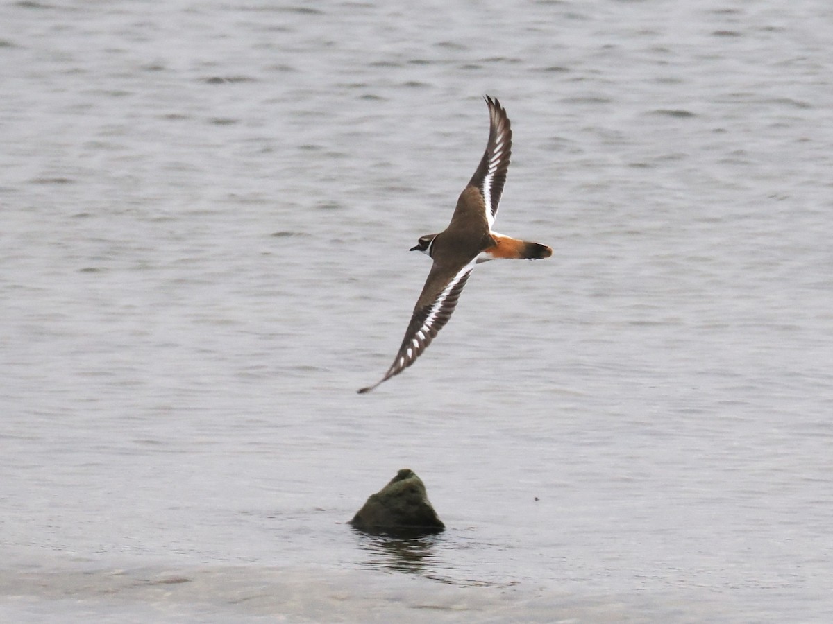 Kildir txirritxoa - ML646948959