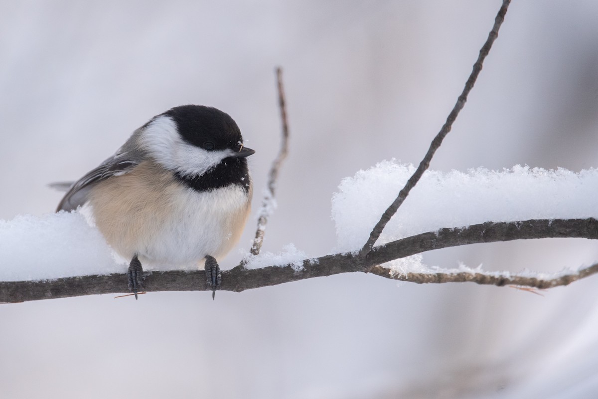 Black-capped Chickadee - ML646948960