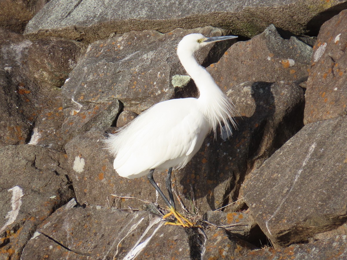 小白鷺 - ML646948961