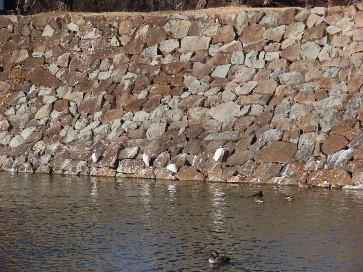 小白鷺 - ML646948962