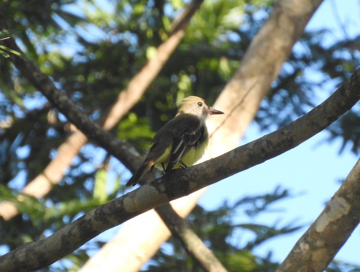Great Crested Flycatcher - ML646948963