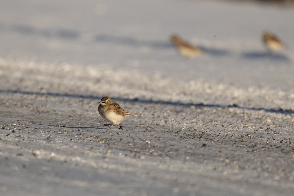 Kulaklı Toygar - ML646948964