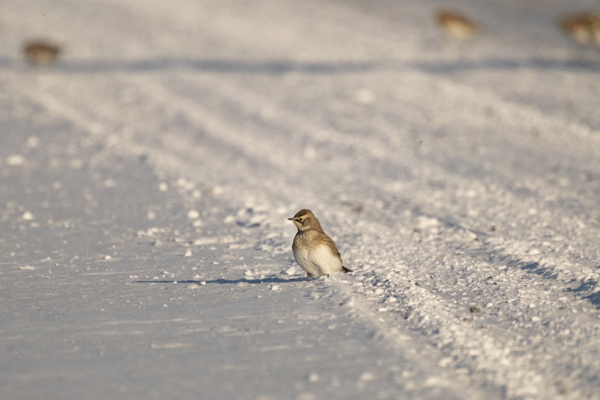 Kulaklı Toygar - ML646948965