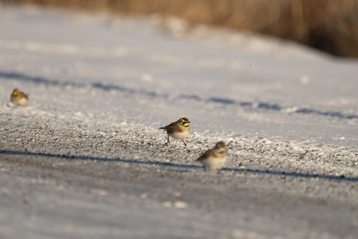 Kulaklı Toygar - ML646948966