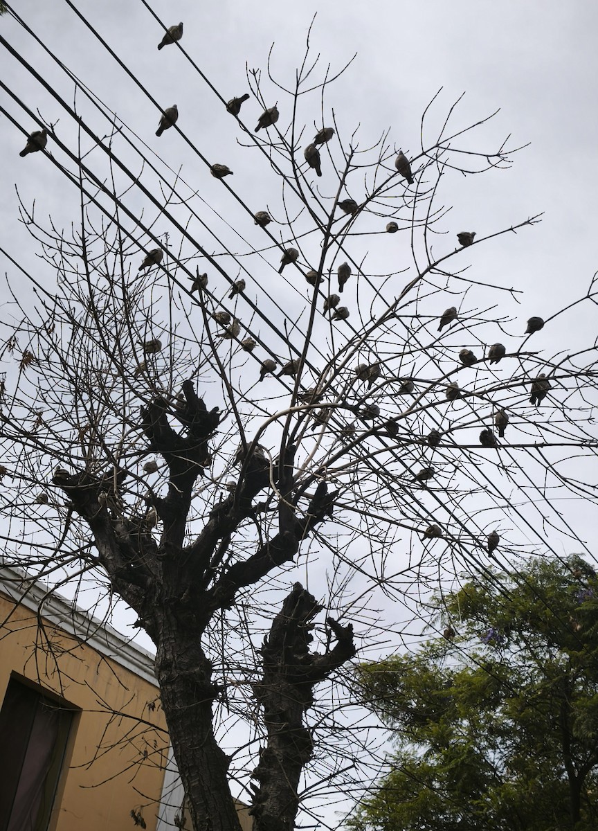 Croaking Ground Dove - ML646948968