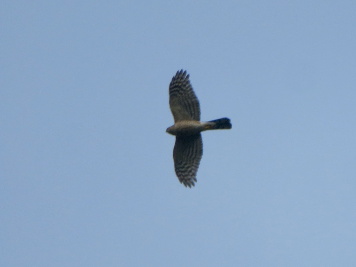 Eckschwanzsperber - ML646948970