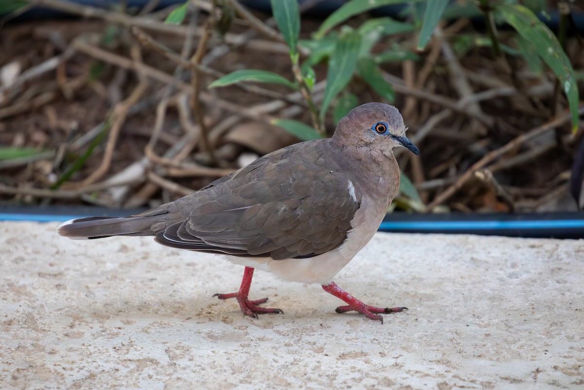 White-tipped Dove - ML646948971