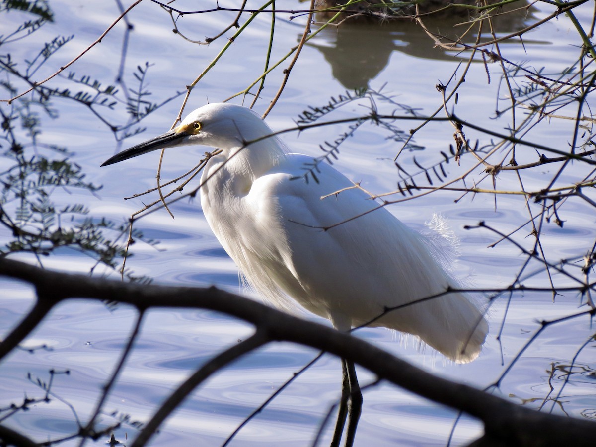 volavka bělostná - ML646948972