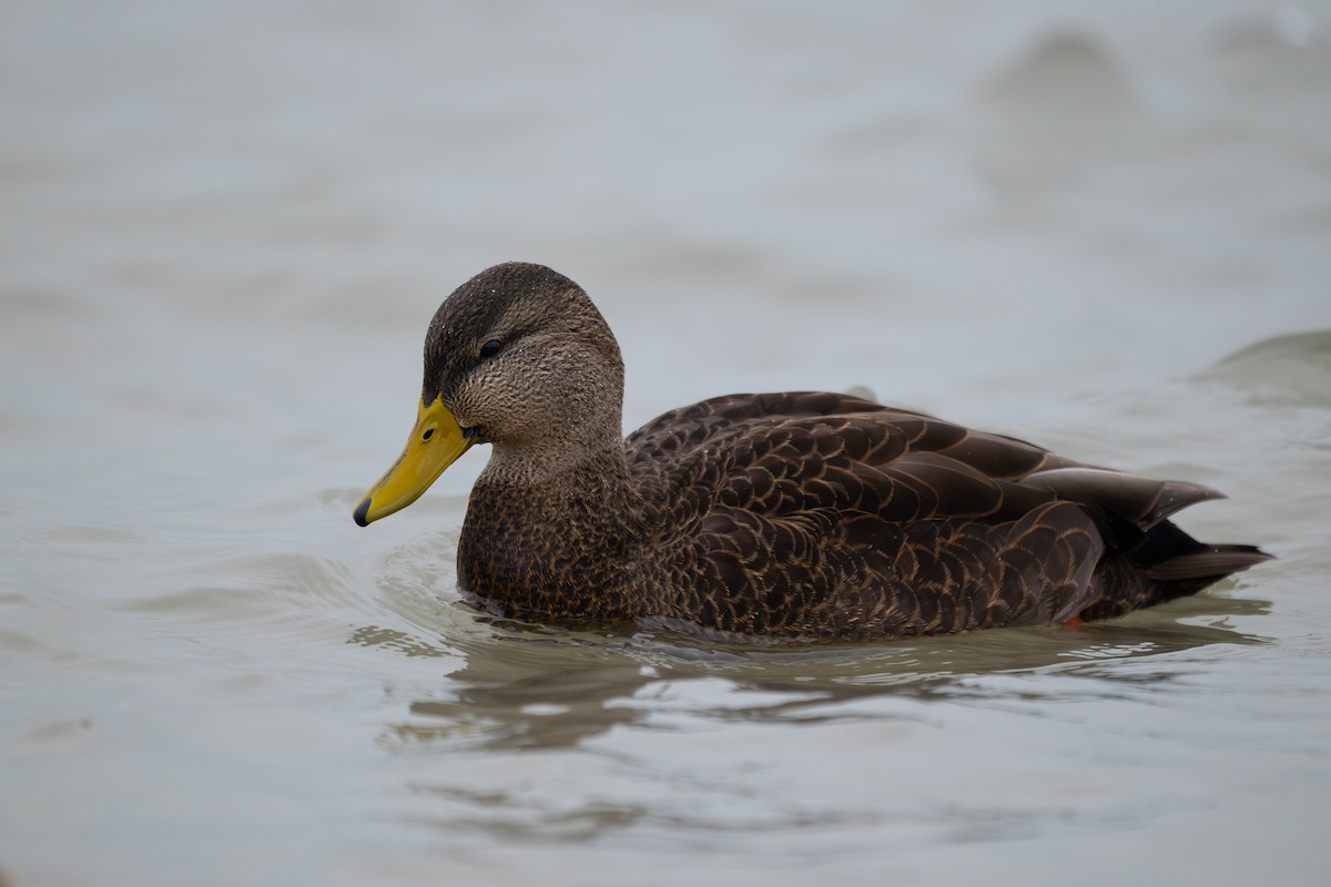 Американская кряква - ML646948975