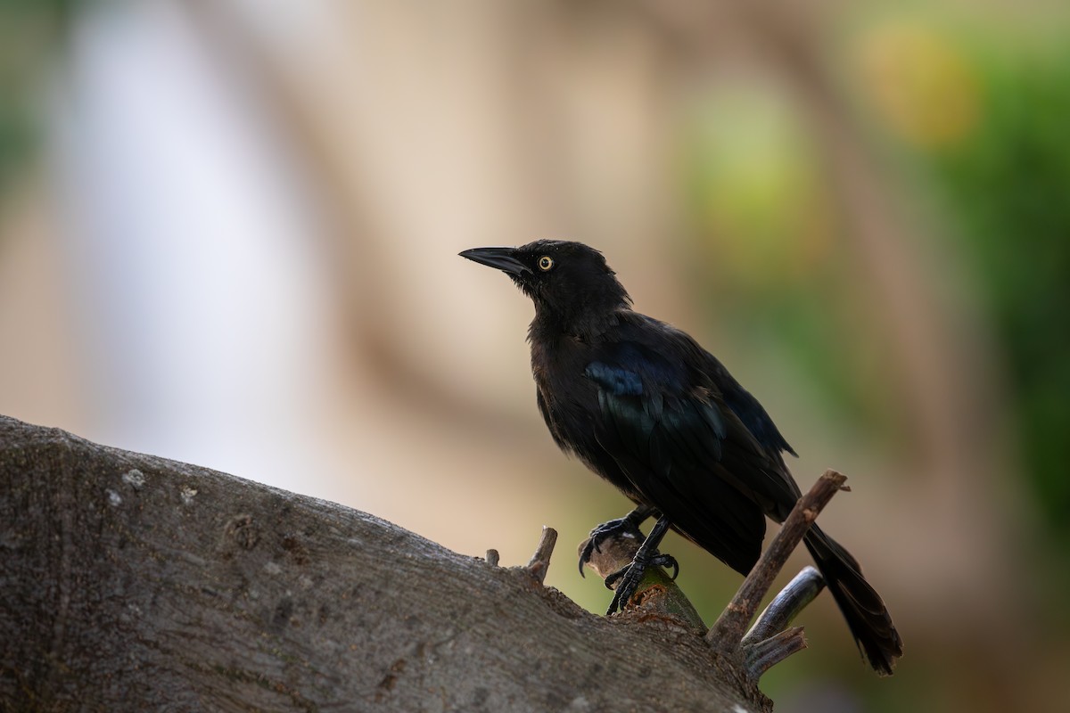 Carib Grackle - ML646948977