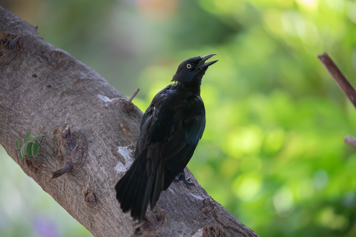 Carib Grackle - ML646948978