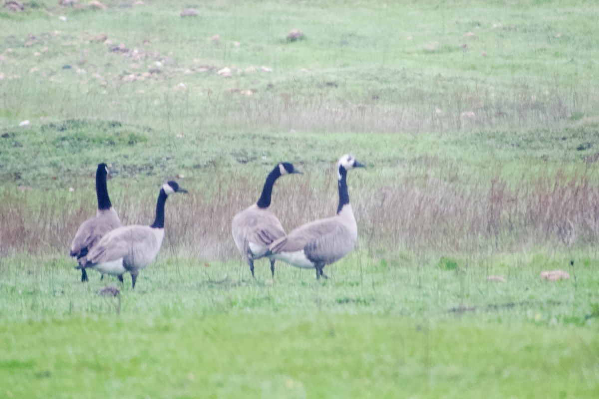 Kanada Kazı - ML646948980