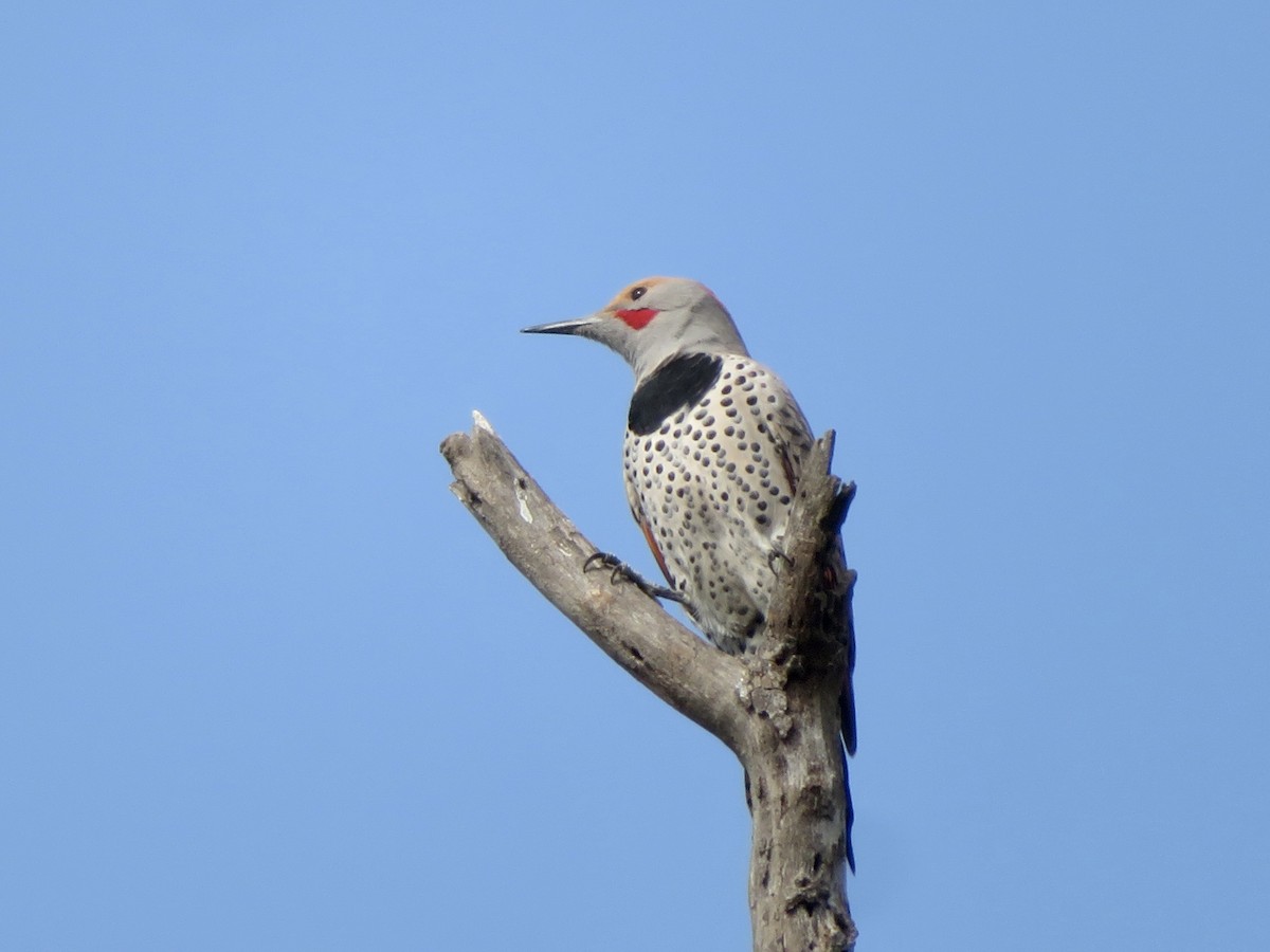 Goldspecht - ML646948982