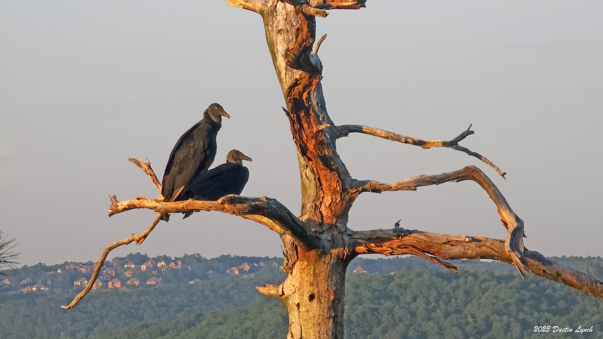 kondor havranovitý - ML646948986