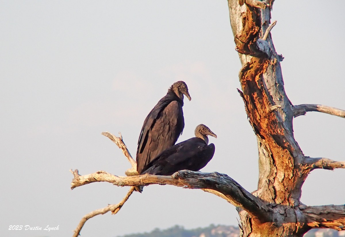 kondor havranovitý - ML646948987