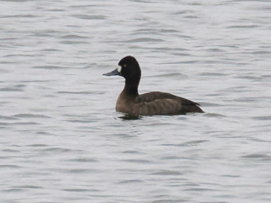 Murgilari txikia - ML646948991