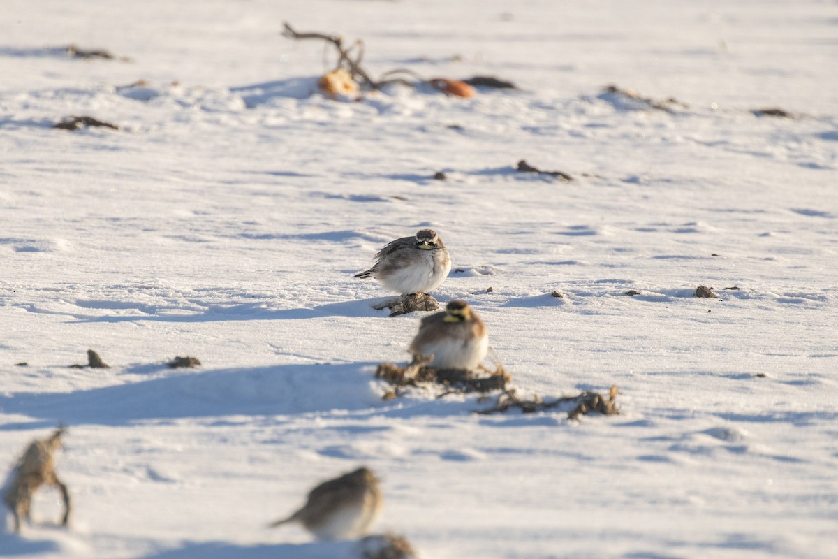 Kulaklı Toygar - ML646948995