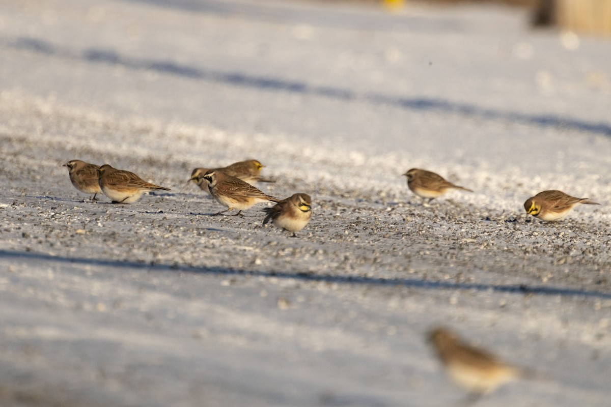 Kulaklı Toygar - ML646948997