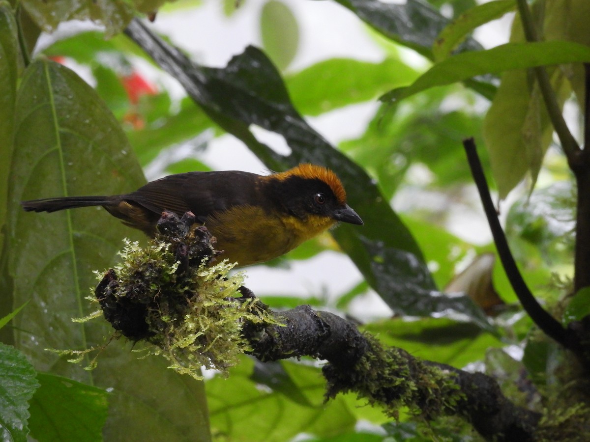 Choco Brushfinch - ML646948999