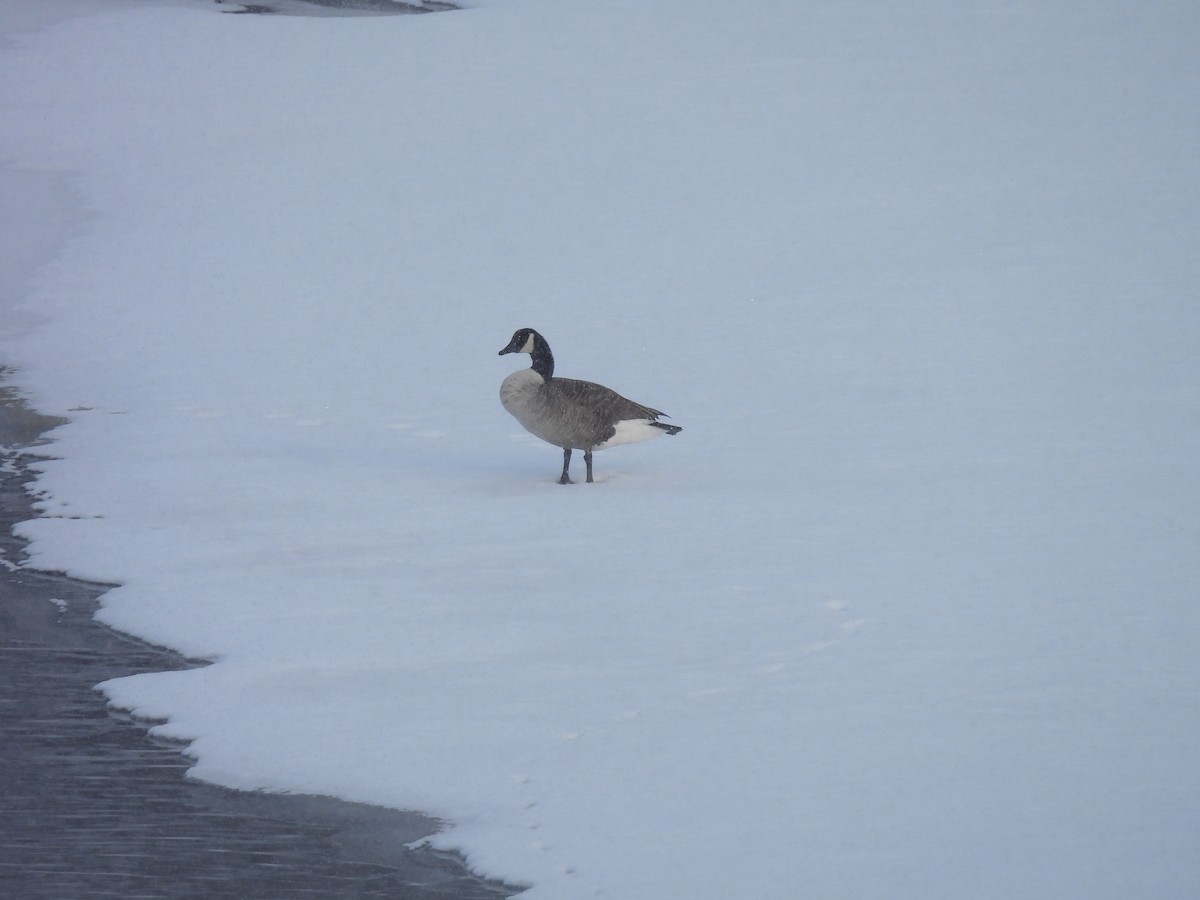 Canada Goose - ML646949000