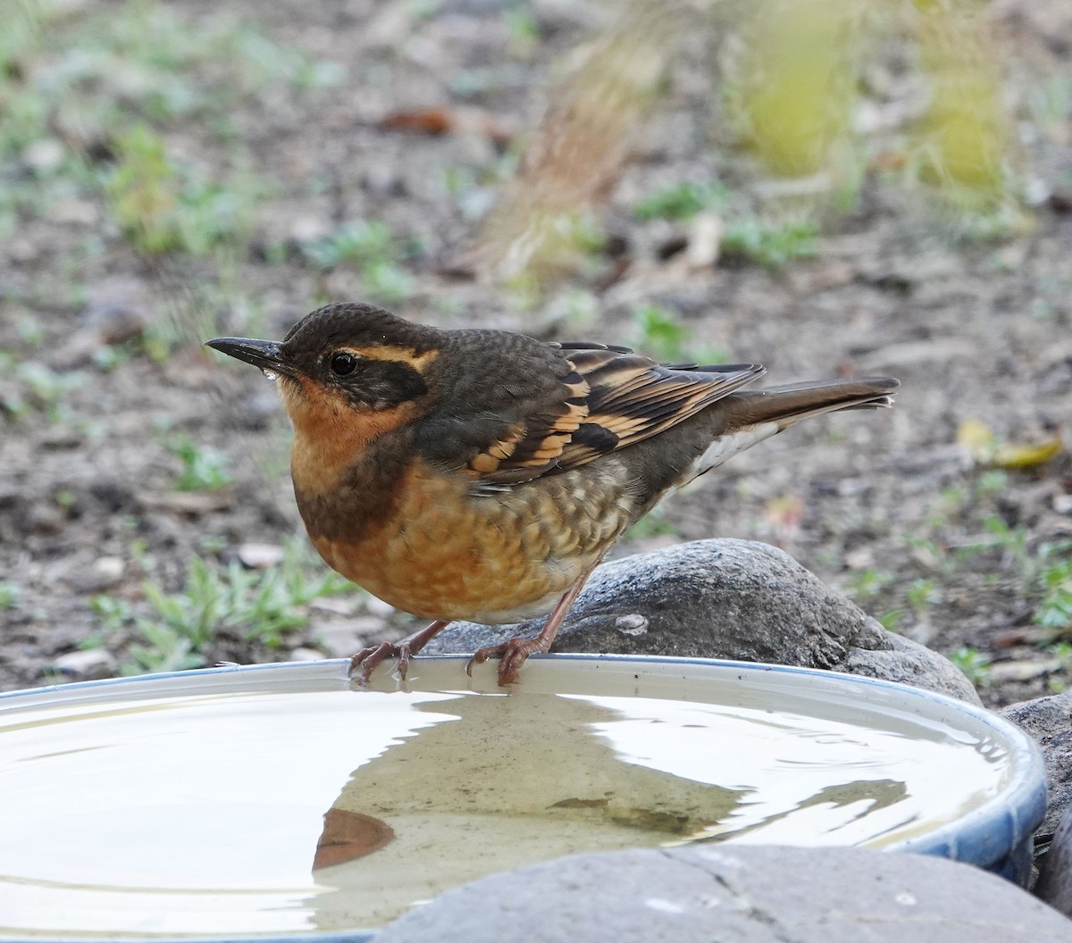 Varied Thrush - ML646949001