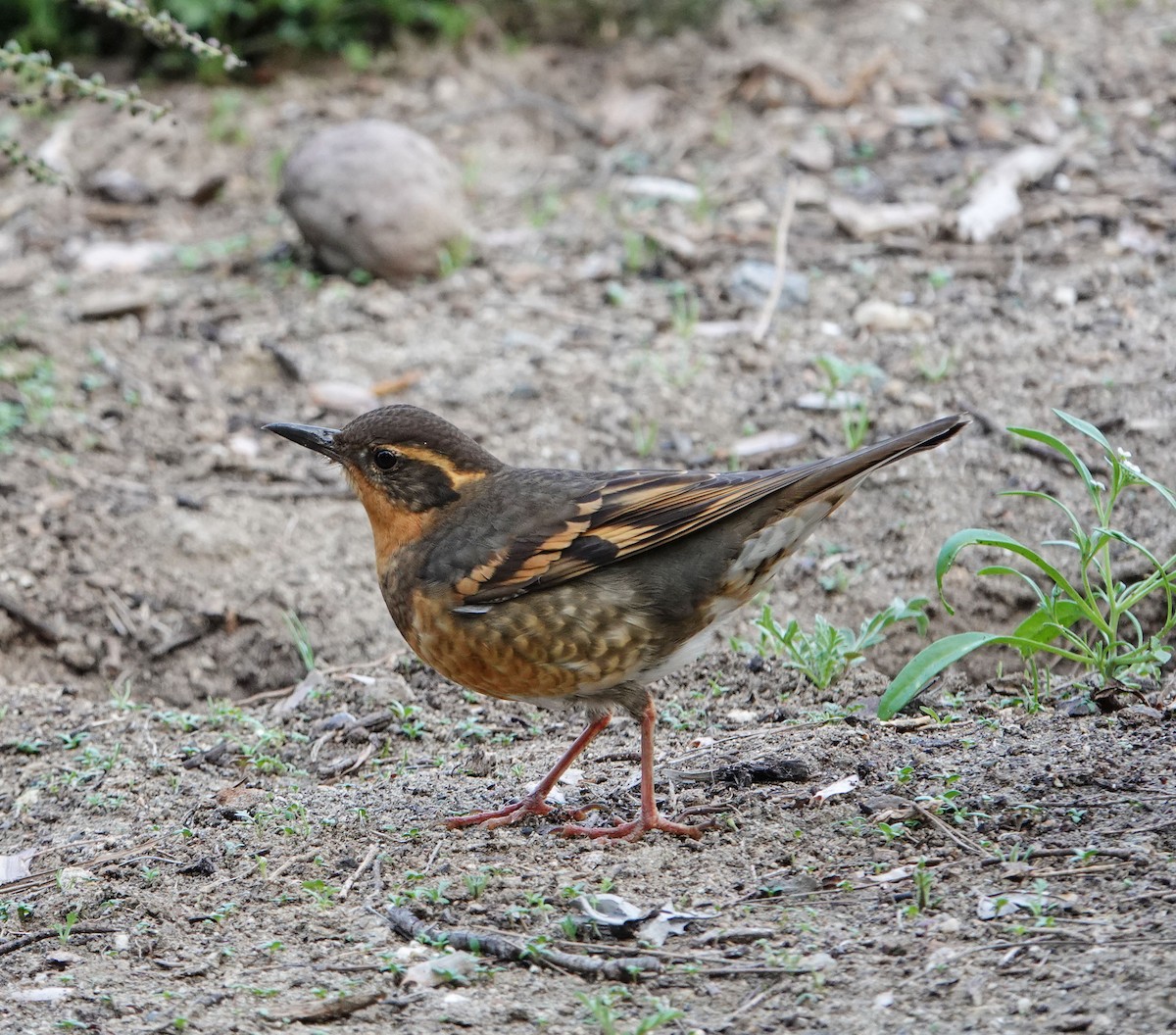 Varied Thrush - ML646949002