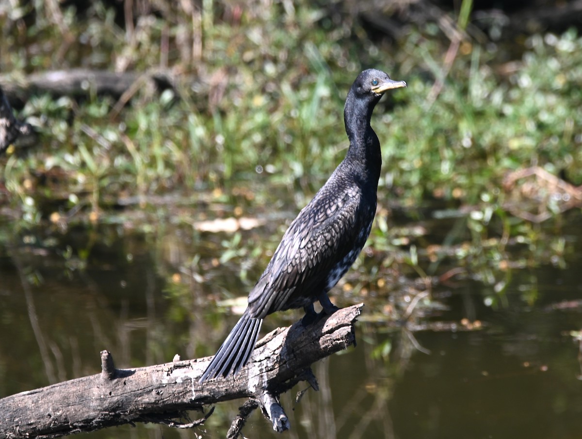 Indian Cormorant - ML646949008