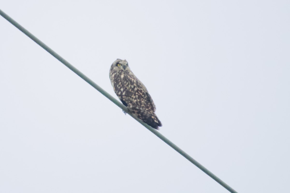 短耳鴞 - ML646949010