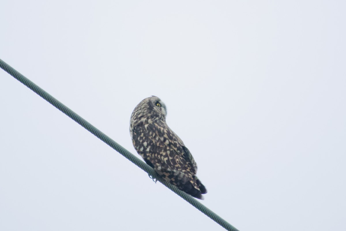 短耳鴞 - ML646949011