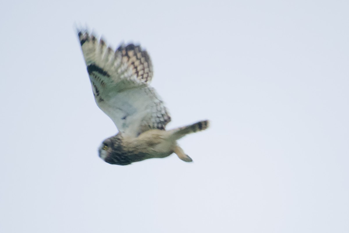 短耳鴞 - ML646949012