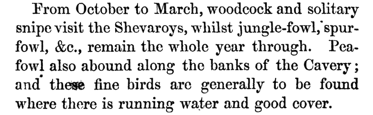 Chocha Perdiz - ML646949013