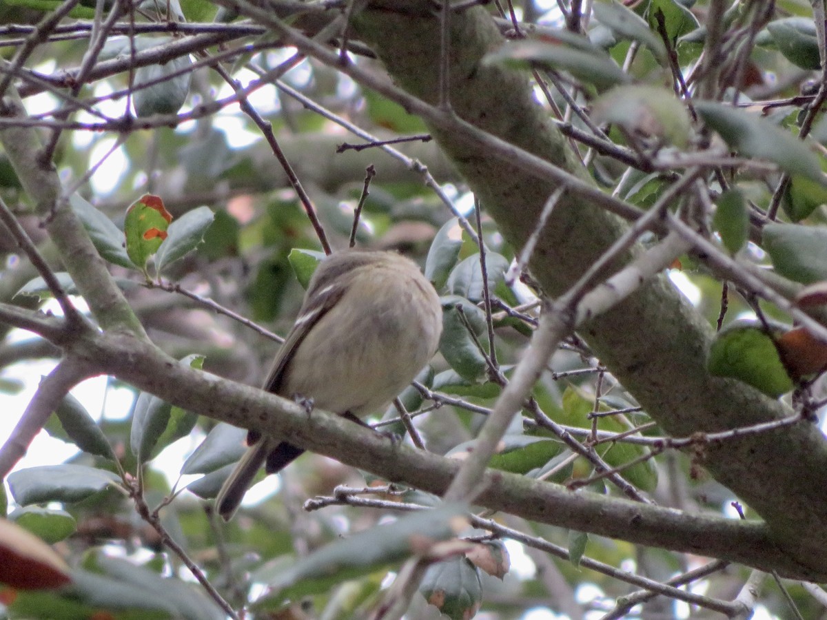 Huttonvireo - ML646949014