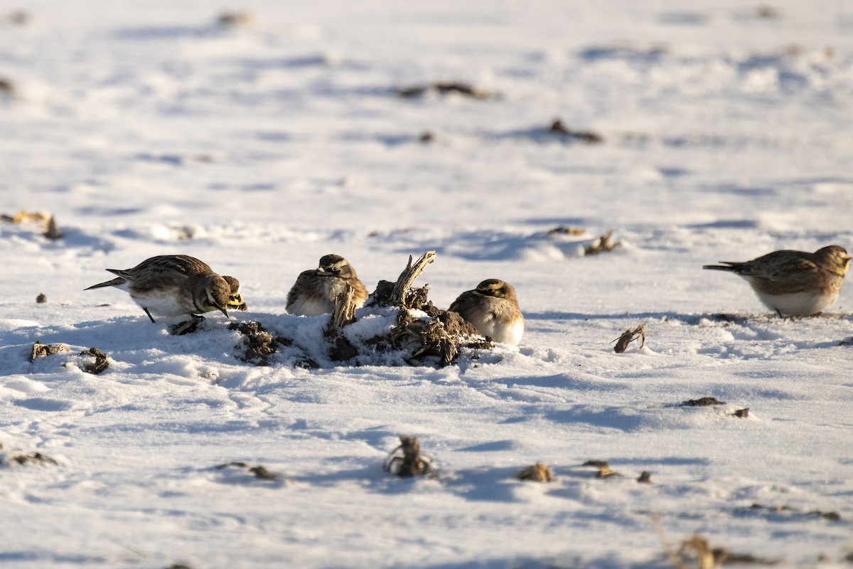 Kulaklı Toygar - ML646949016