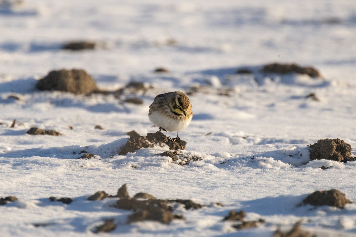 Kulaklı Toygar - ML646949017