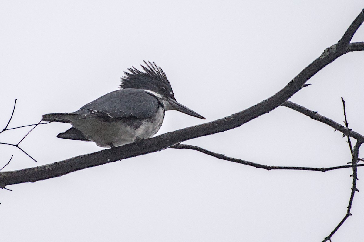Belted Kingfisher - ML646949018