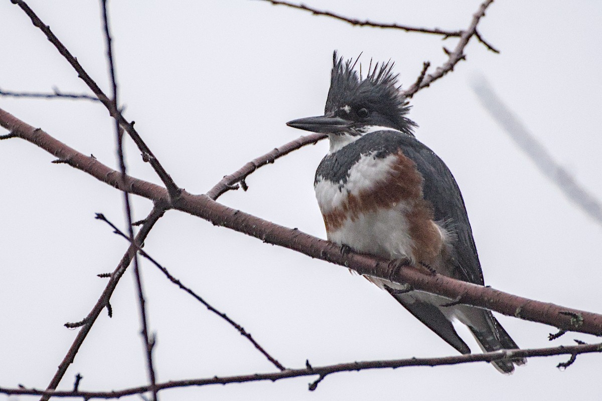 Belted Kingfisher - ML646949019