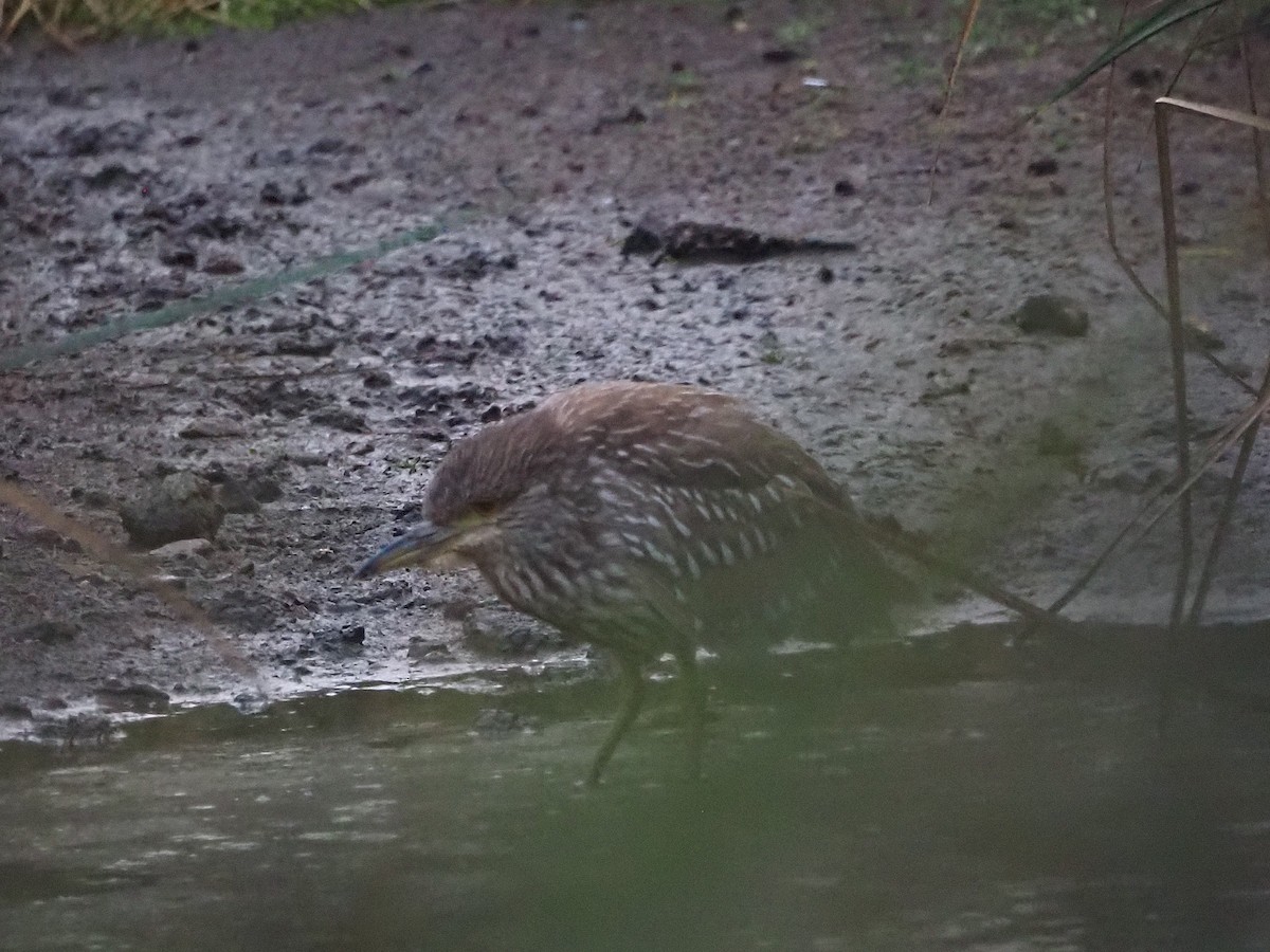 Black-crowned Night Heron - ML646949020