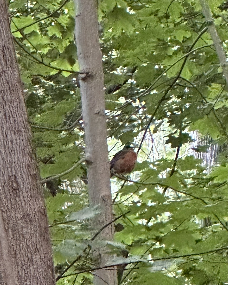 American Robin - ML646949021