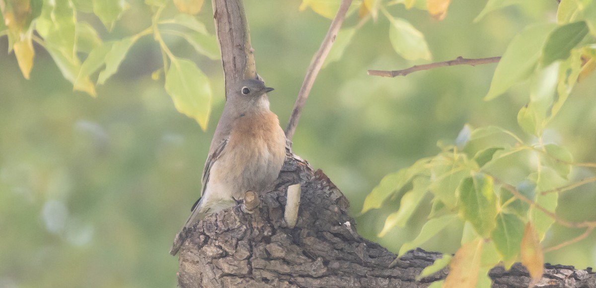 Western Bluebird - ML646949022
