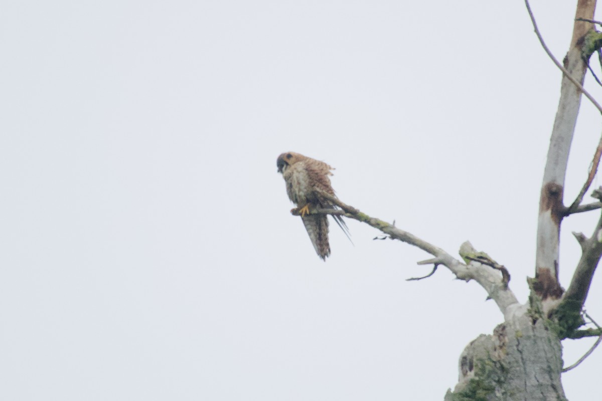 Ala Kerkenez - ML646949028