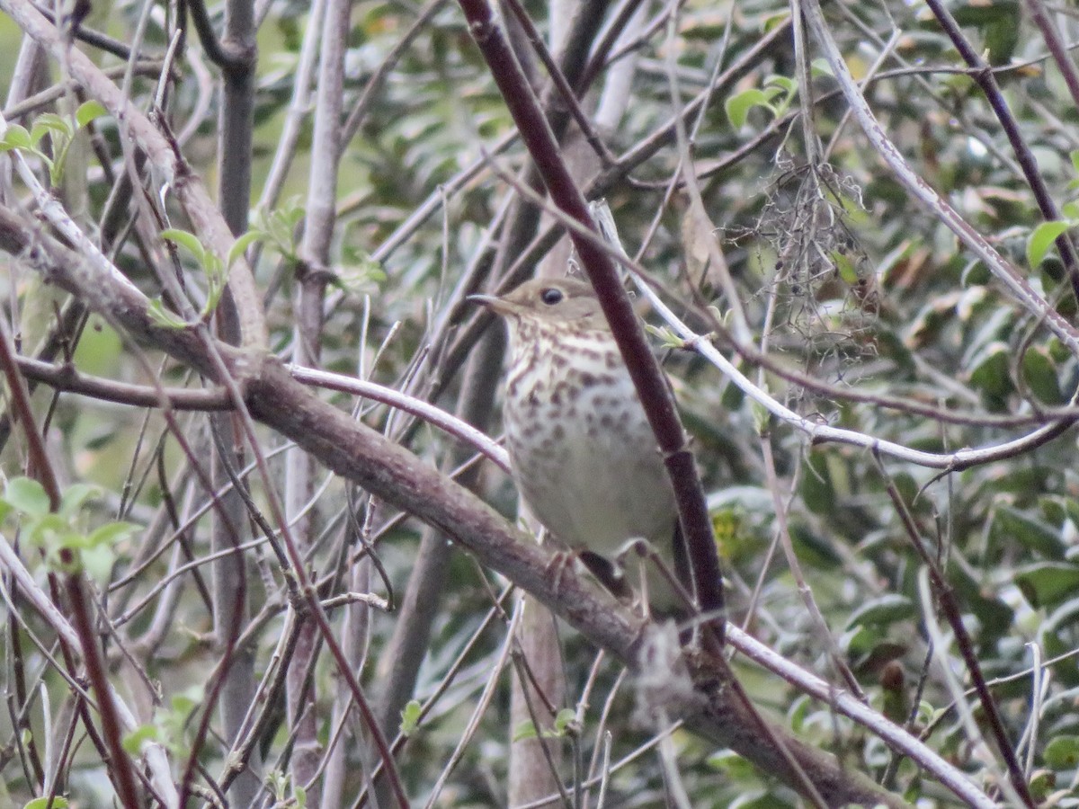 Einsiedler-Musendrossel - ML646949029