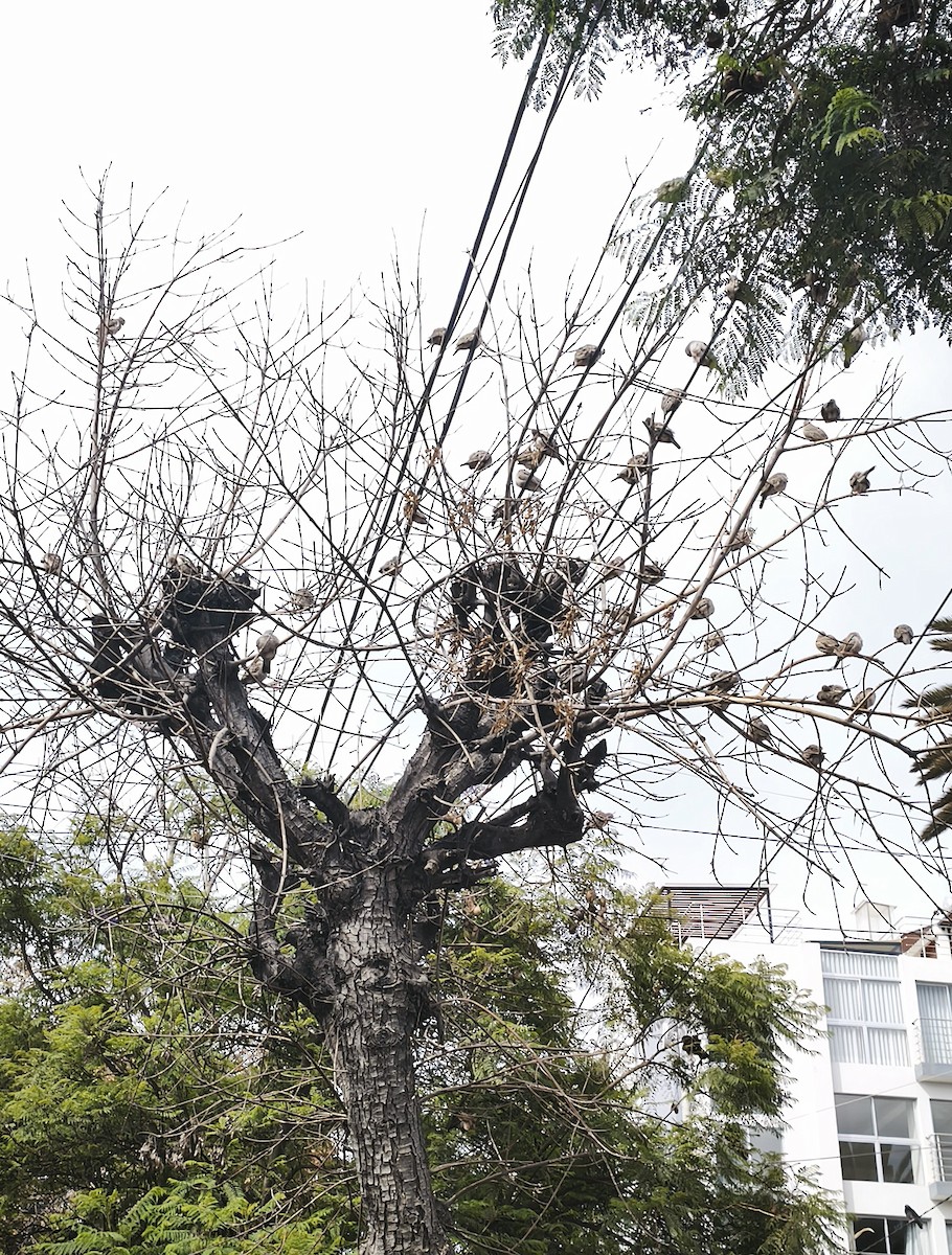 Croaking Ground Dove - ML646949033