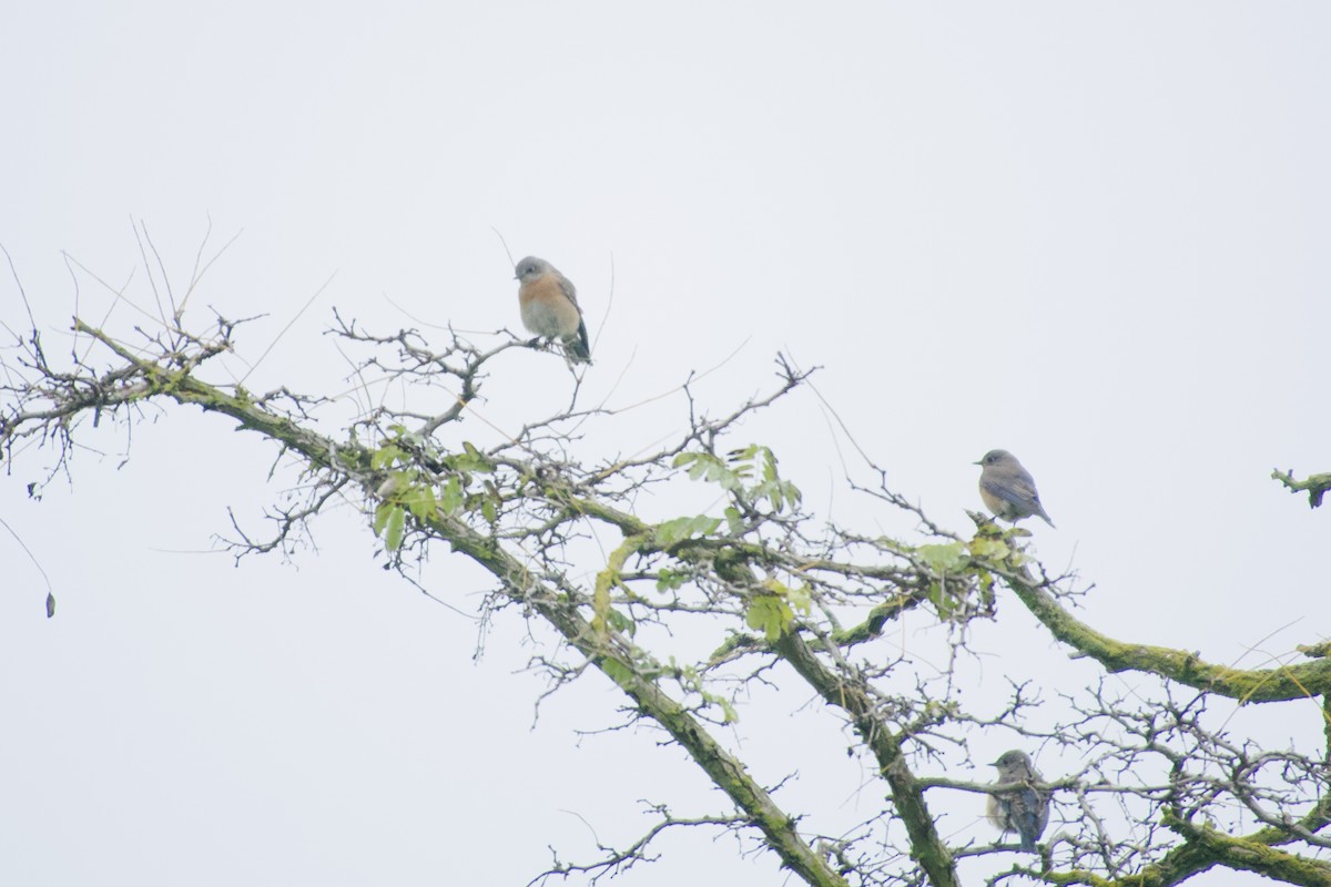 Western Bluebird - ML646949037