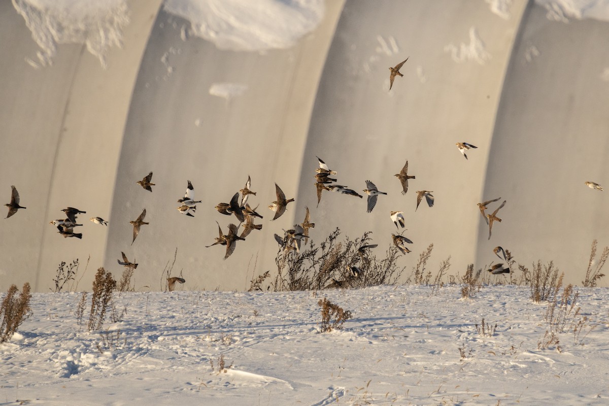 Kulaklı Toygar - ML646949038