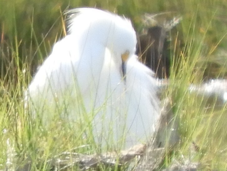 Snowy Egret - ML646949039