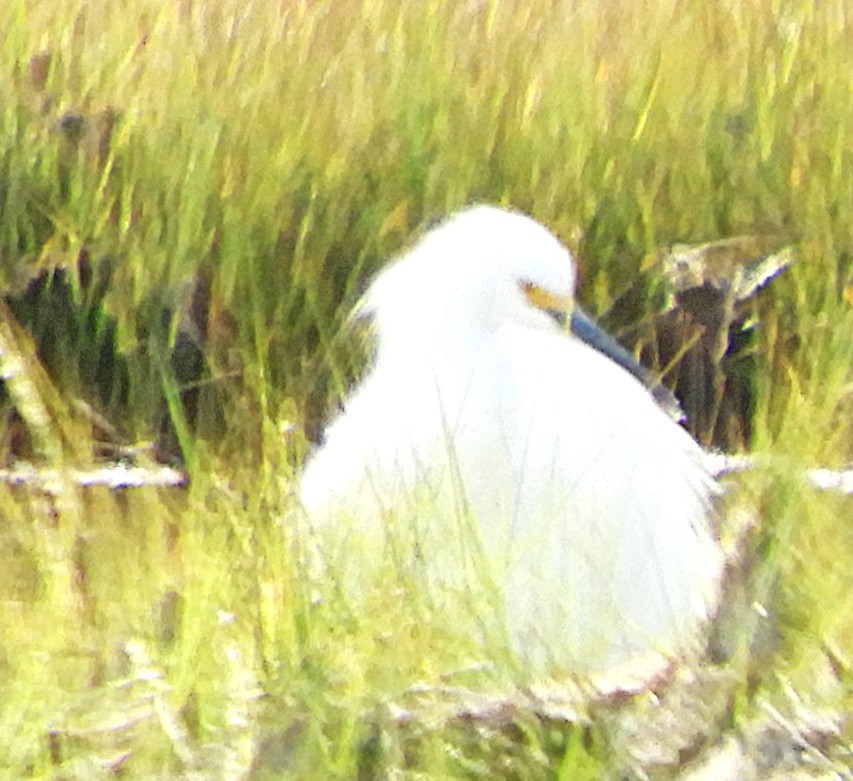 Snowy Egret - ML646949040