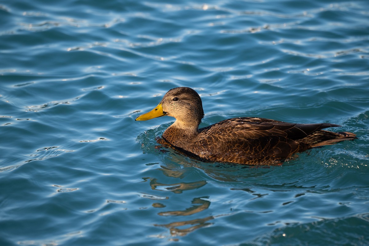 Американская кряква - ML646949044