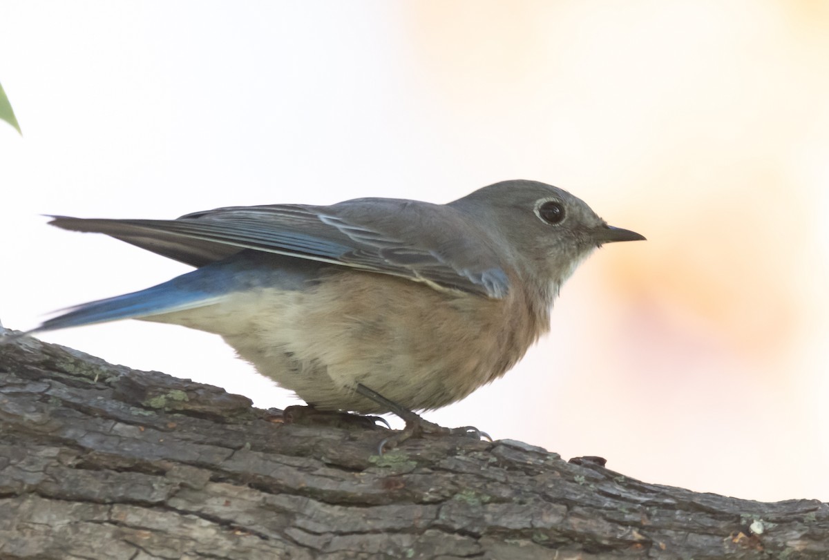 Western Bluebird - ML646949045