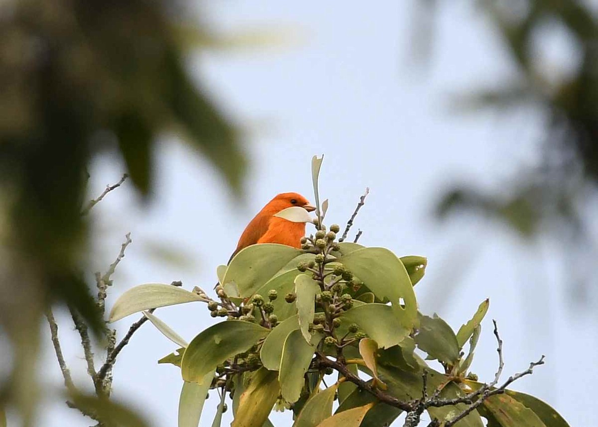 コバシハワイミツスイ - ML646949047